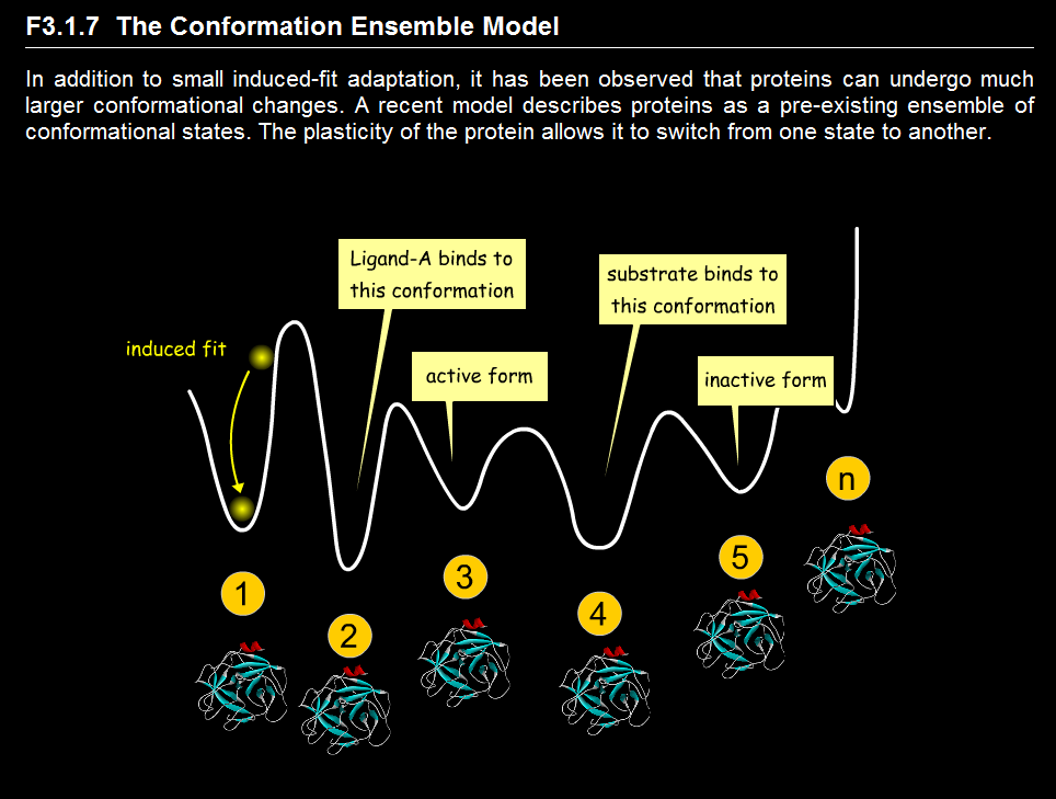 分子对接的模型：构象系综