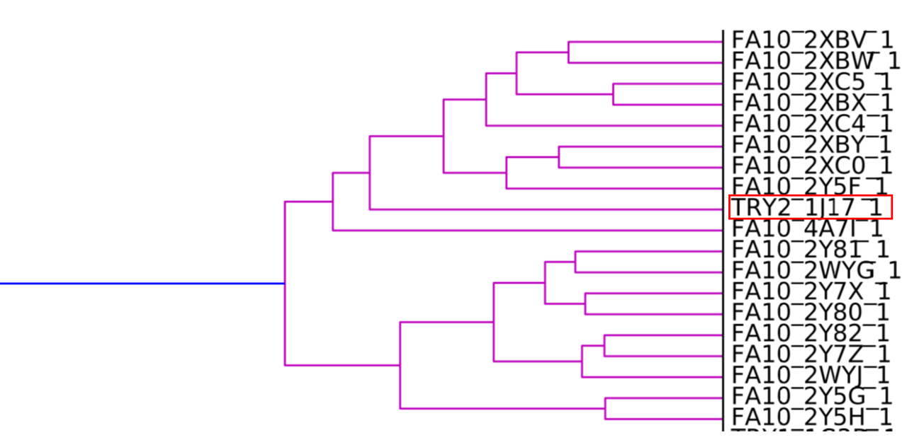 图6. FXa的SiteHopper分级聚类。胰蛋白酶结构所代表的突变型FXa结合位点用红框高亮显示。